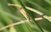 Agriphila straminella
